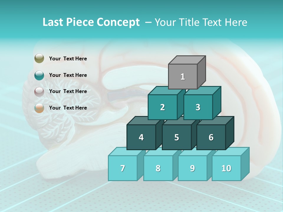 Model Organ Nervous PowerPoint Template