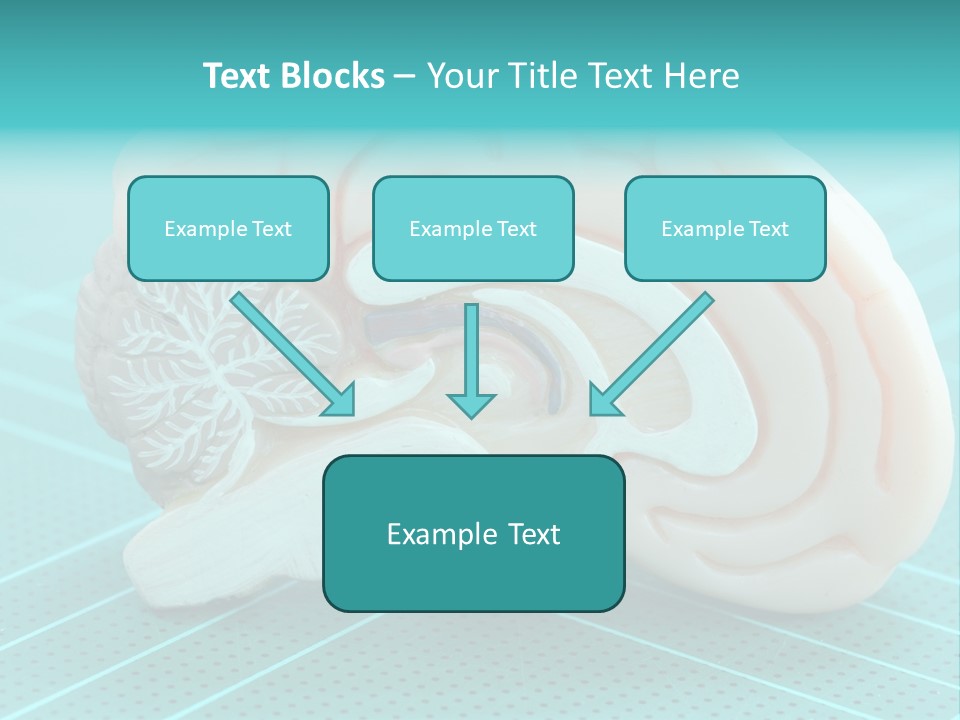Model Organ Nervous PowerPoint Template