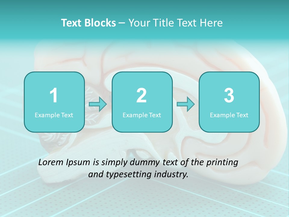 Model Organ Nervous PowerPoint Template