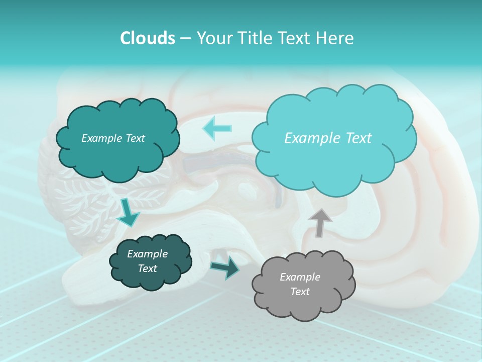 Model Organ Nervous PowerPoint Template