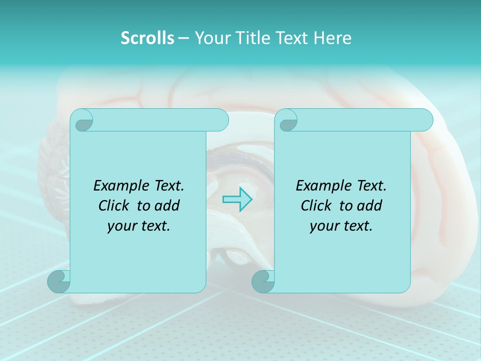 Model Organ Nervous PowerPoint Template