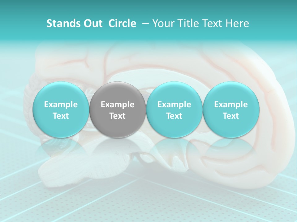 Model Organ Nervous PowerPoint Template