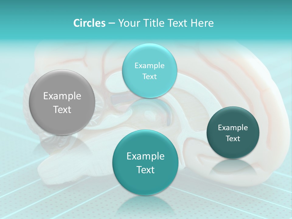 Model Organ Nervous PowerPoint Template