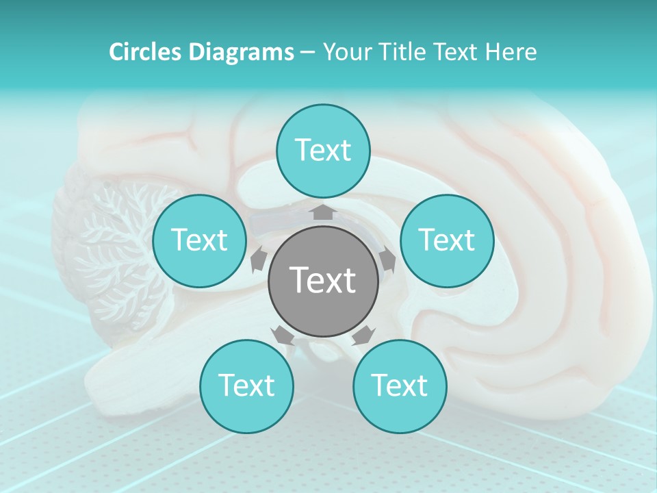 Model Organ Nervous PowerPoint Template