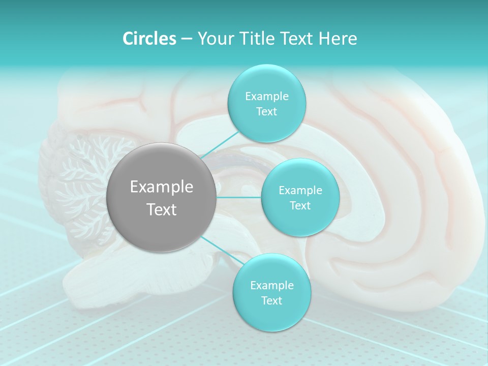 Model Organ Nervous PowerPoint Template