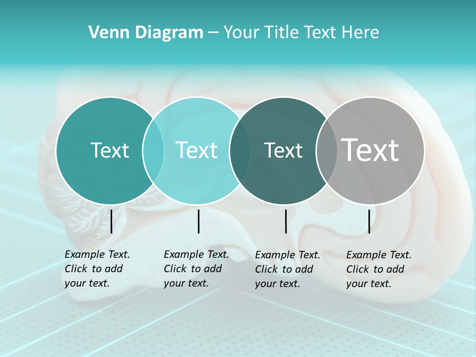Model Organ Nervous PowerPoint Template