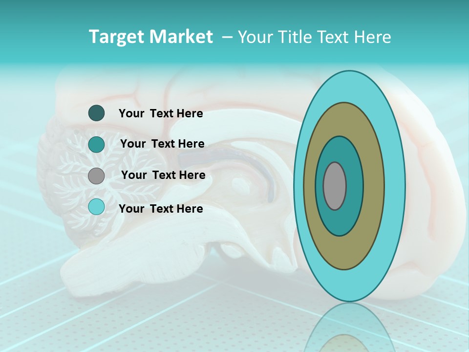 Model Organ Nervous PowerPoint Template