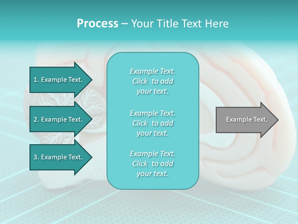 Model Organ Nervous PowerPoint Template