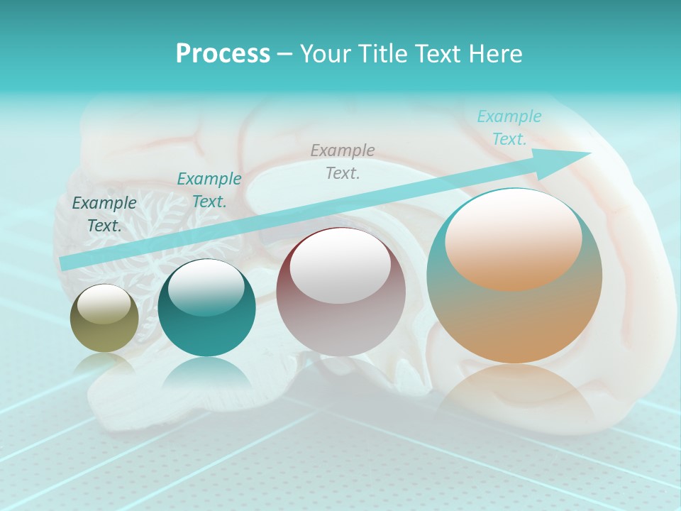 Model Organ Nervous PowerPoint Template