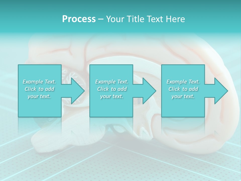 Model Organ Nervous PowerPoint Template