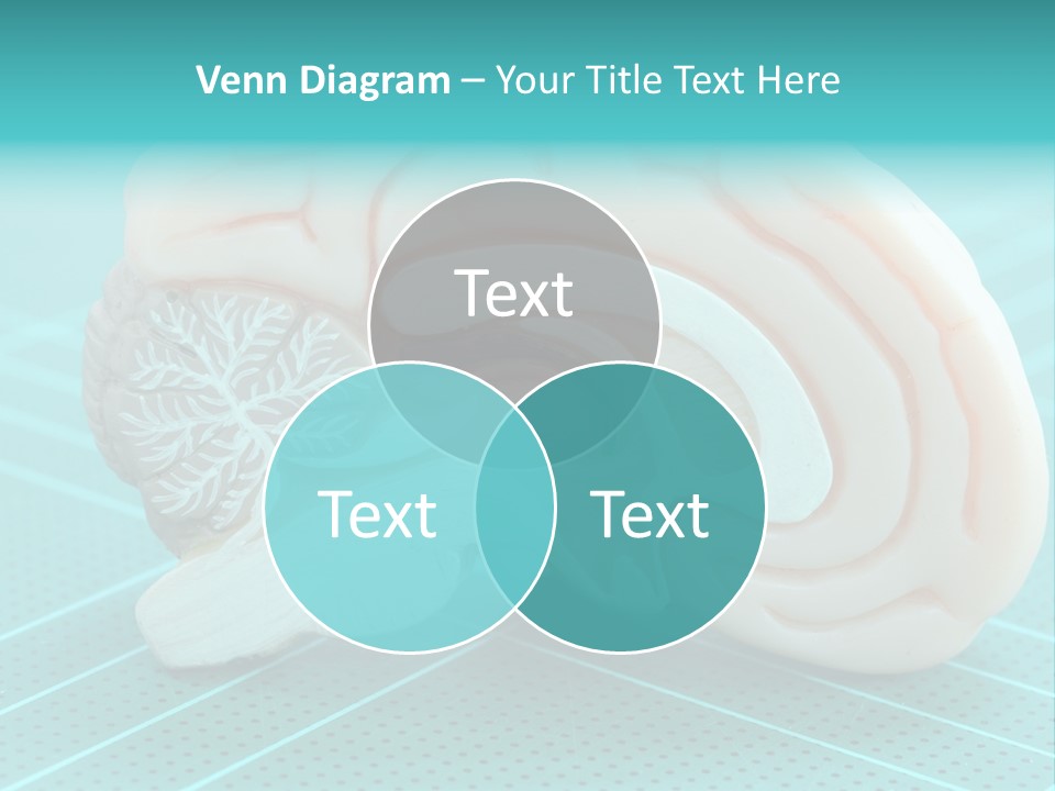 Model Organ Nervous PowerPoint Template