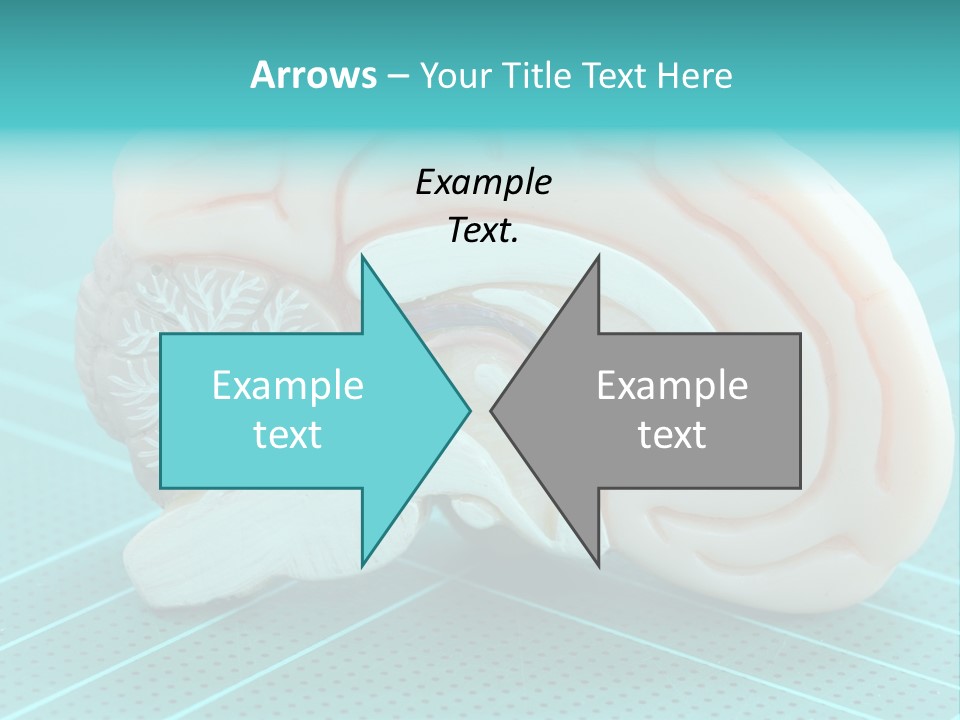 Model Organ Nervous PowerPoint Template
