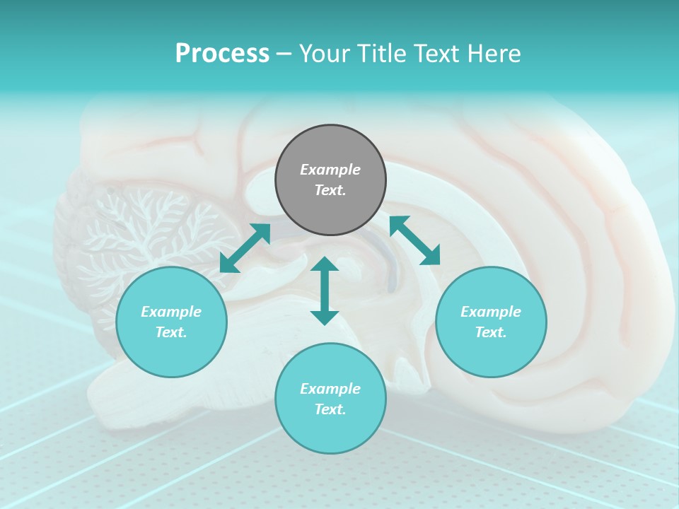 Model Organ Nervous PowerPoint Template