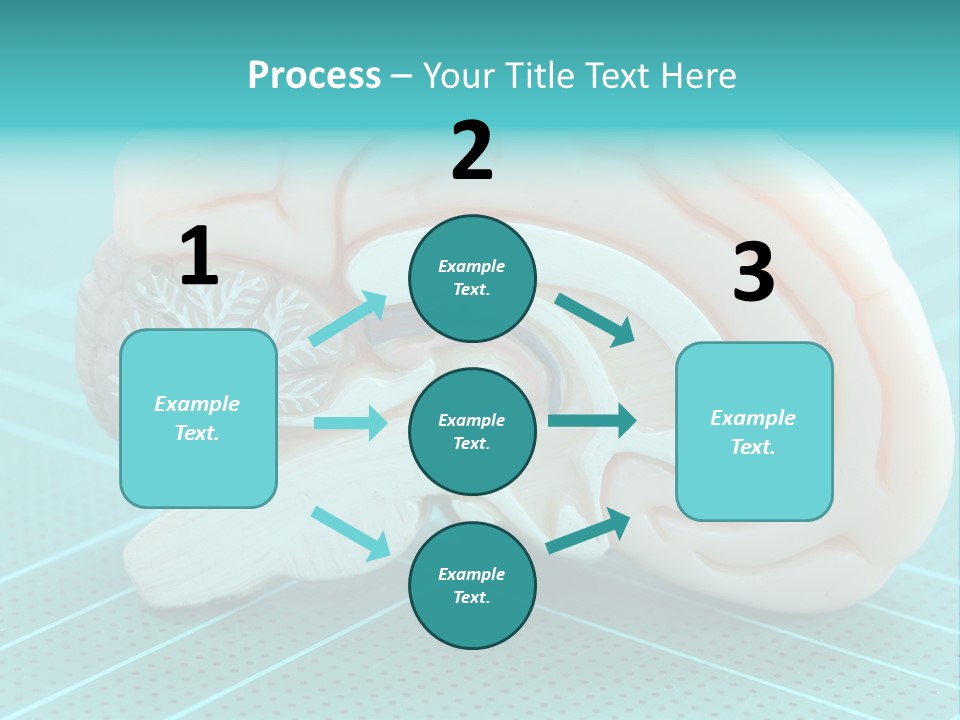 Model Organ Nervous PowerPoint Template