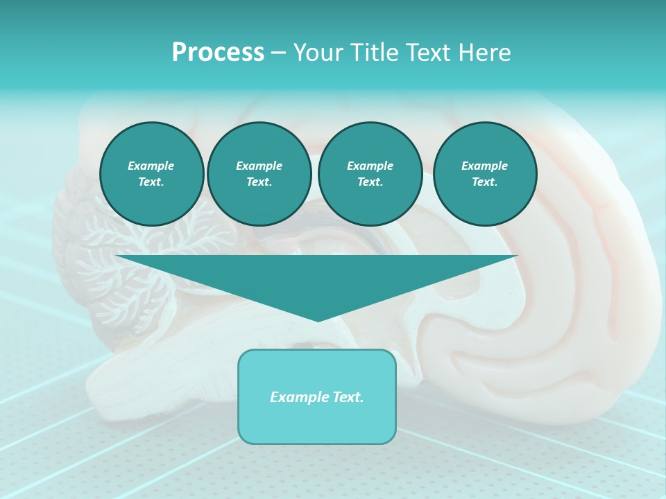 Model Organ Nervous PowerPoint Template
