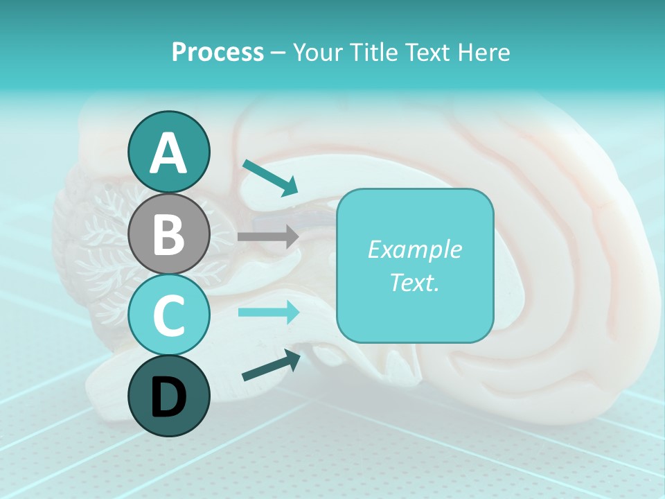 Model Organ Nervous PowerPoint Template