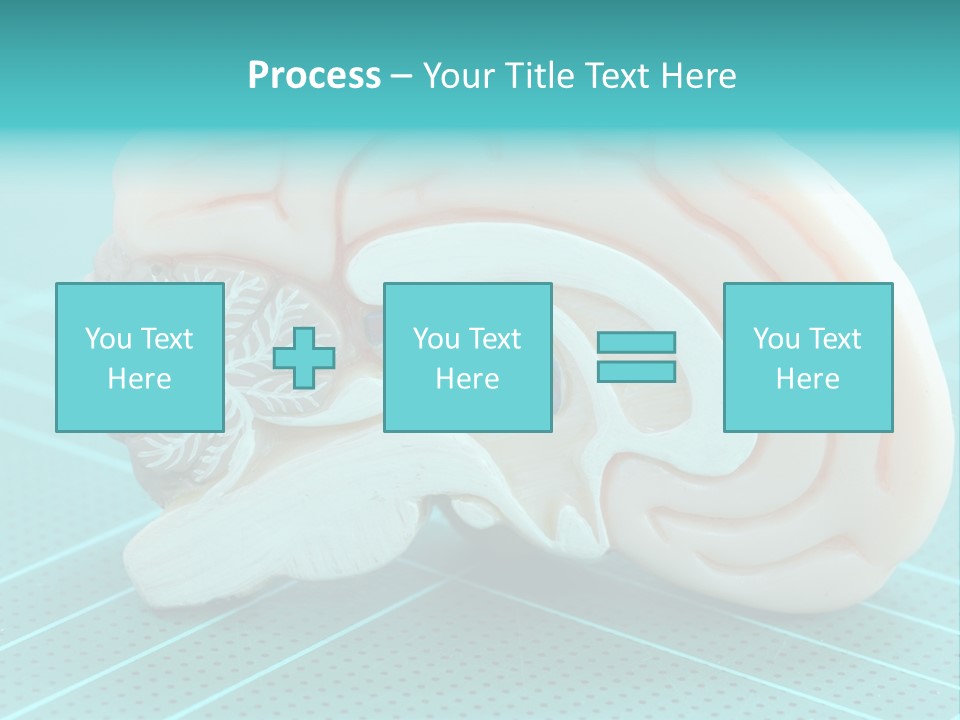 Model Organ Nervous PowerPoint Template