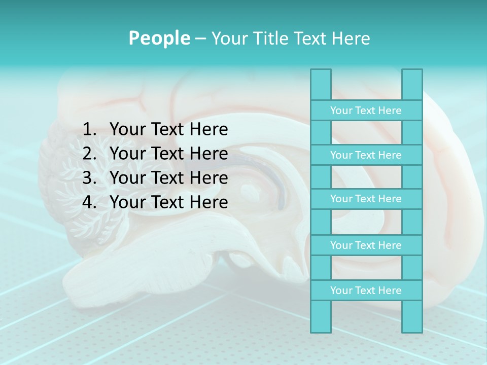 Model Organ Nervous PowerPoint Template