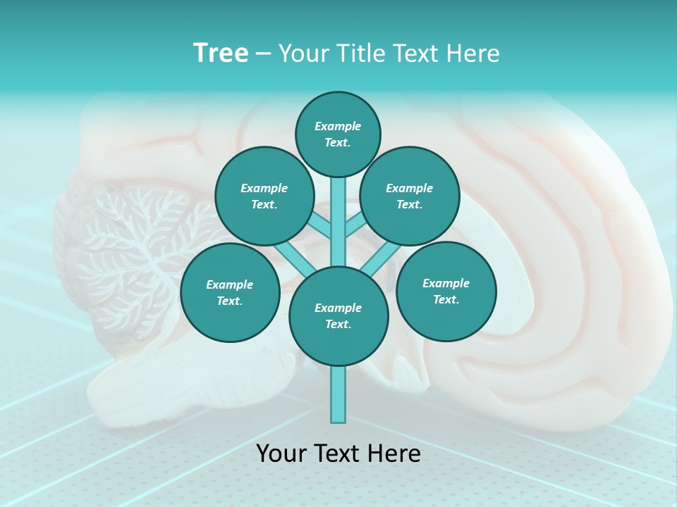 Model Organ Nervous PowerPoint Template