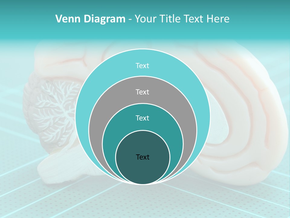 Model Organ Nervous PowerPoint Template