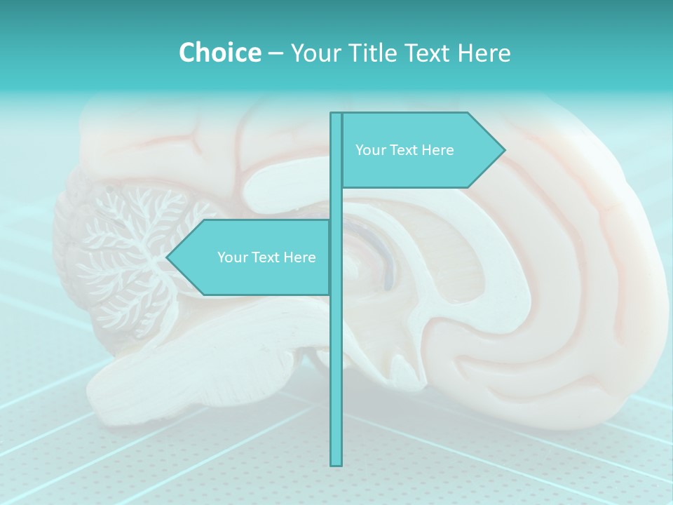 Model Organ Nervous PowerPoint Template