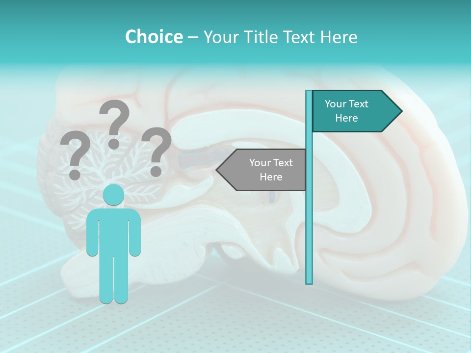 Model Organ Nervous PowerPoint Template