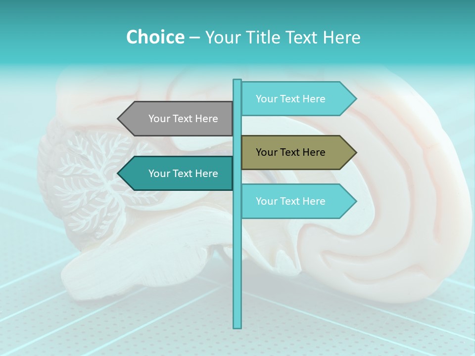 Model Organ Nervous PowerPoint Template