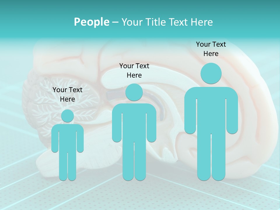 Model Organ Nervous PowerPoint Template