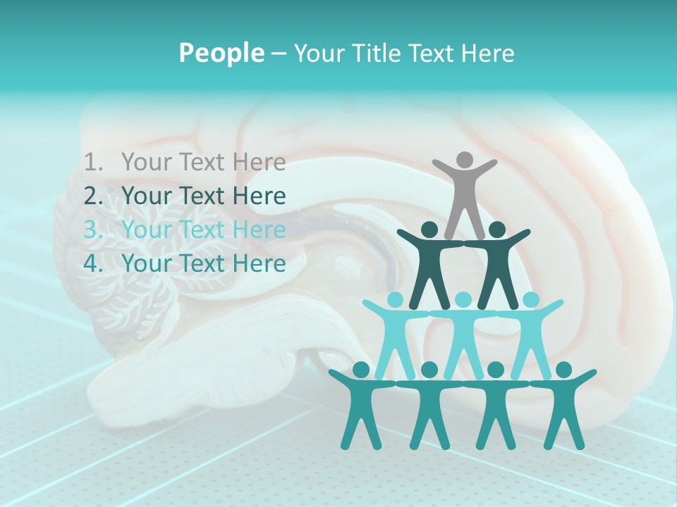 Model Organ Nervous PowerPoint Template