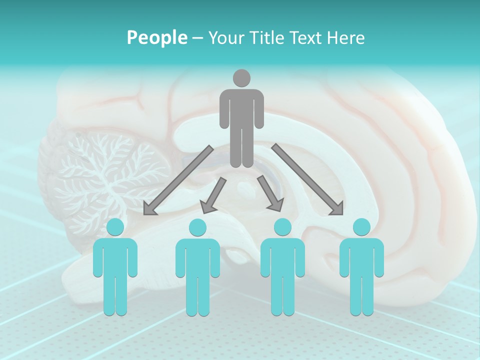 Model Organ Nervous PowerPoint Template