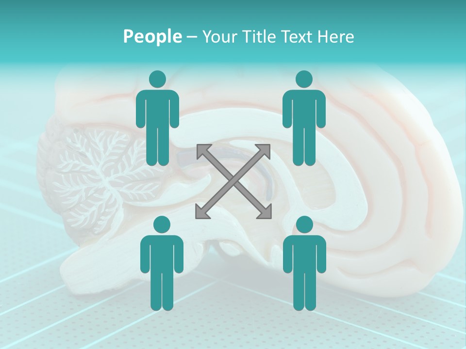 Model Organ Nervous PowerPoint Template