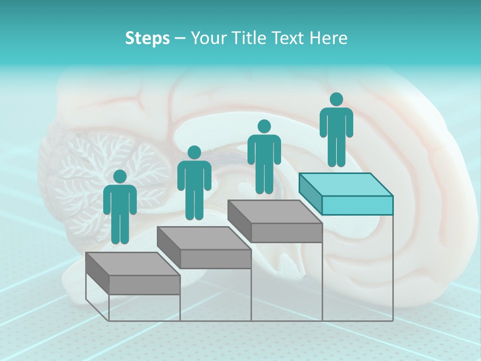 Model Organ Nervous PowerPoint Template
