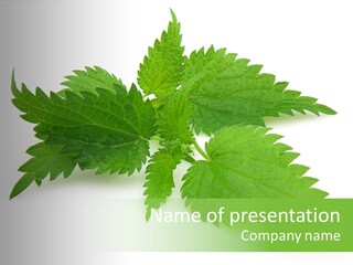 Nettle Alternative Herbalism PowerPoint Template