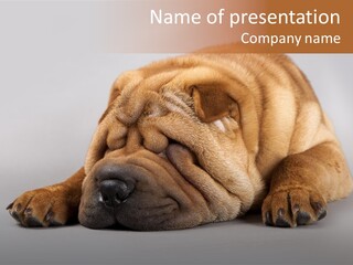Hide Tired Lying PowerPoint Template