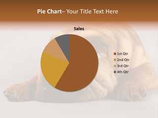 Hide Tired Lying PowerPoint Template