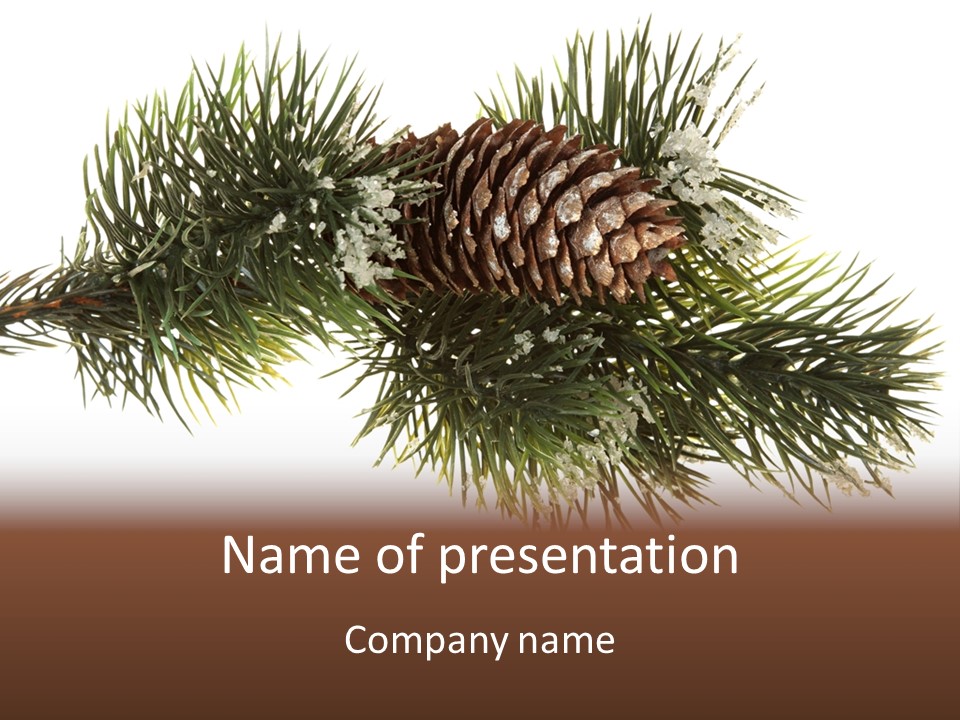 Conifer Pine Fir Branch PowerPoint Template