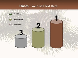 Conifer Pine Fir Branch PowerPoint Template