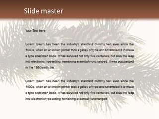Conifer Pine Fir Branch PowerPoint Template
