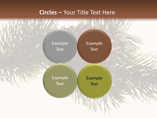 Conifer Pine Fir Branch PowerPoint Template