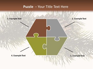 Conifer Pine Fir Branch PowerPoint Template