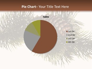 Conifer Pine Fir Branch PowerPoint Template