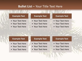 Conifer Pine Fir Branch PowerPoint Template