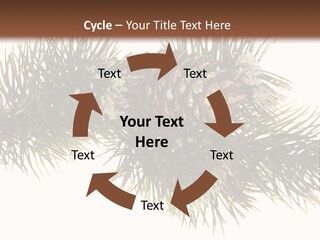 Conifer Pine Fir Branch PowerPoint Template