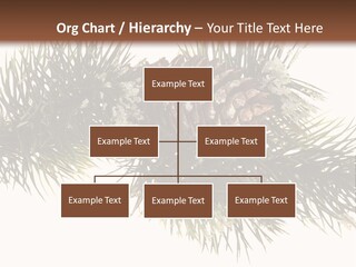 Conifer Pine Fir Branch PowerPoint Template