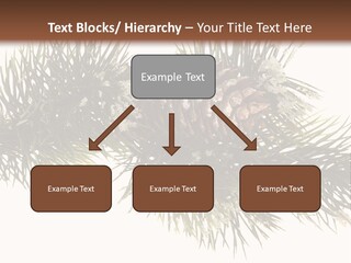 Conifer Pine Fir Branch PowerPoint Template