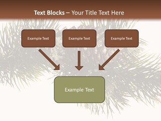 Conifer Pine Fir Branch PowerPoint Template