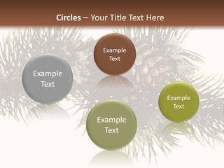 Conifer Pine Fir Branch PowerPoint Template