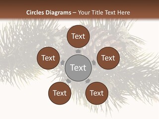 Conifer Pine Fir Branch PowerPoint Template