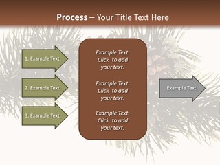 Conifer Pine Fir Branch PowerPoint Template