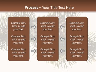 Conifer Pine Fir Branch PowerPoint Template